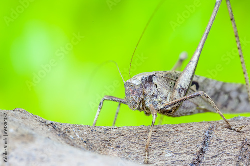 Grasshopper © denboma