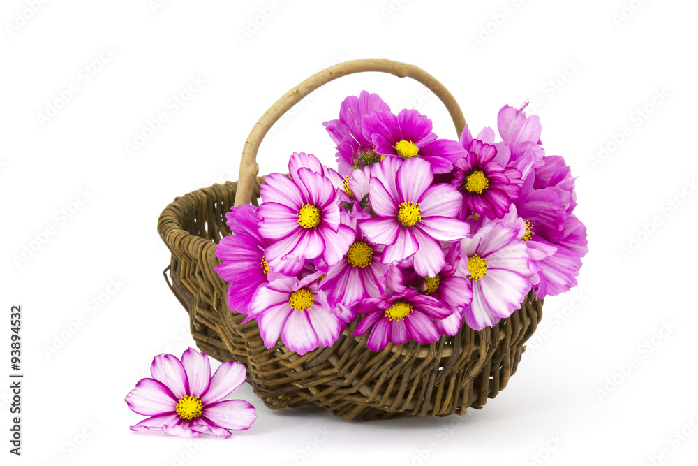 Obraz premium cosmos flowers in a basket