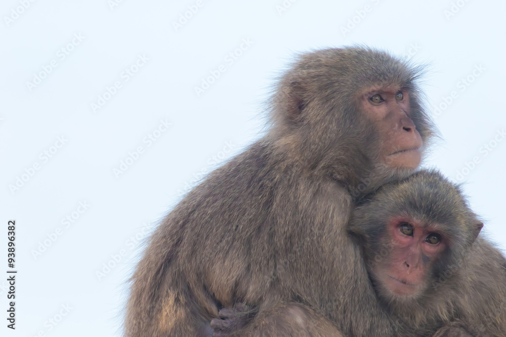 Fototapeta premium なかよしの猿