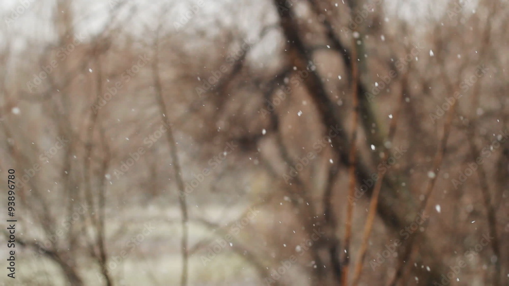 Snow falling on background of tree Snow falling on background of tree