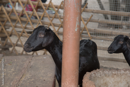 black goat