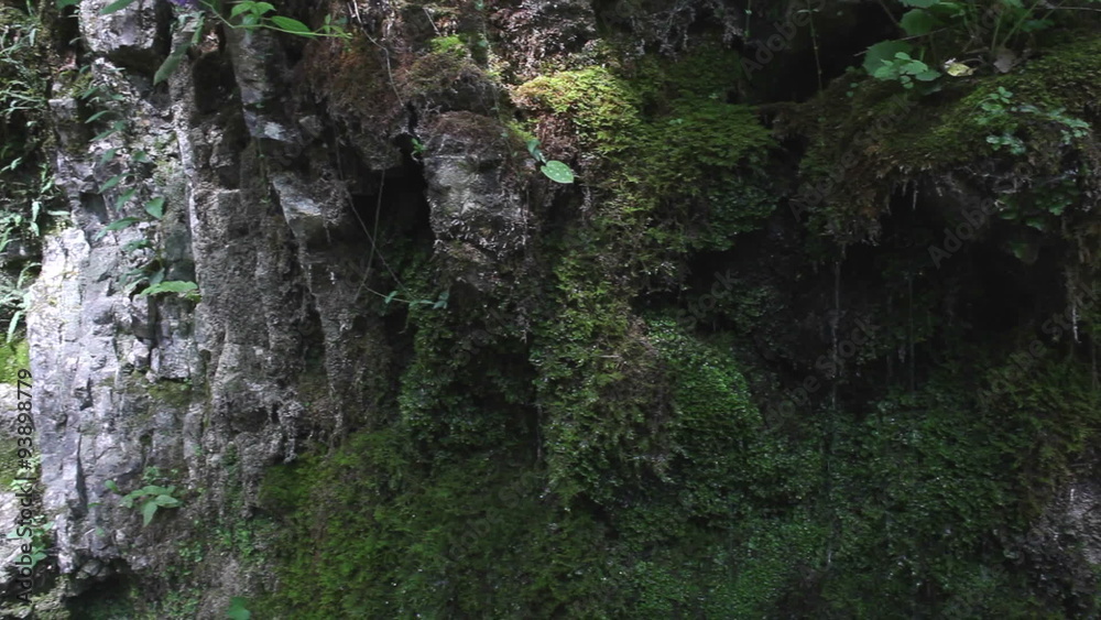 Moss in the rock, valley of Tolminka river. Javorca. Slovenia Moss in the rock, valley of Tolminka river. Javorca. Slovenia