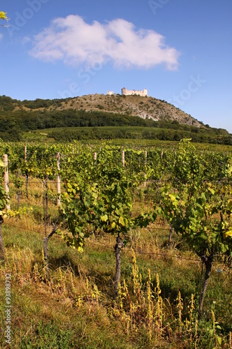 Vineyard under the castle