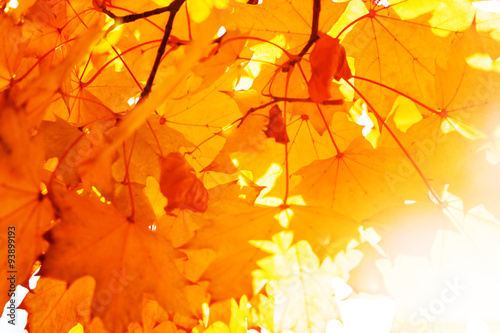 Background Texture Of Yellow Leaves Autumn Leaf Background