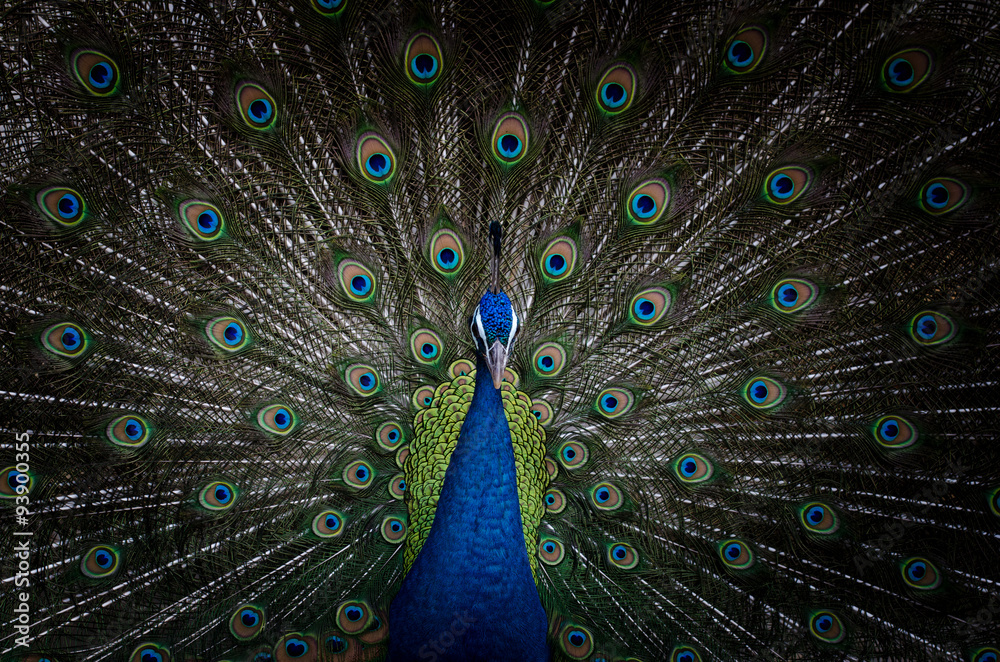 Obraz premium Portrait of Beautiful Peacock with feathers out