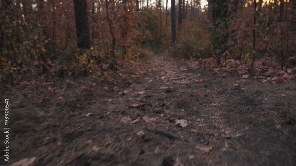 Autumn Forest, moving forward, steadicam shot Autumn Forest, moving forward, steadicam shot
