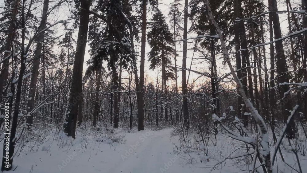 Winter snow forest. Walking in the woods. Steadicam Shot Winter snow forest. Walking in the woods. Steadicam Shot