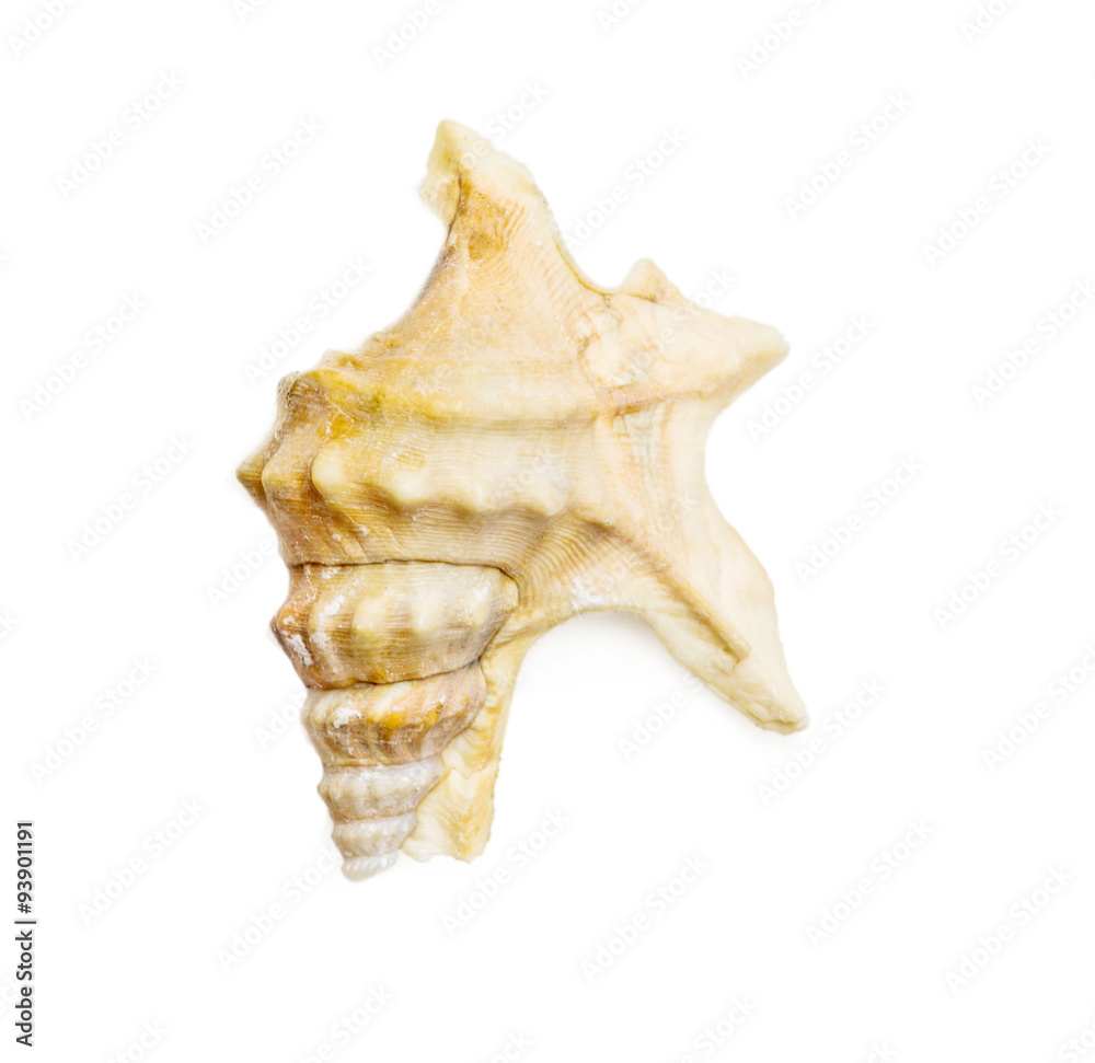 aporrhais pespelecani variety of seashell over white aporrhais pespelecani variety of seashell over white