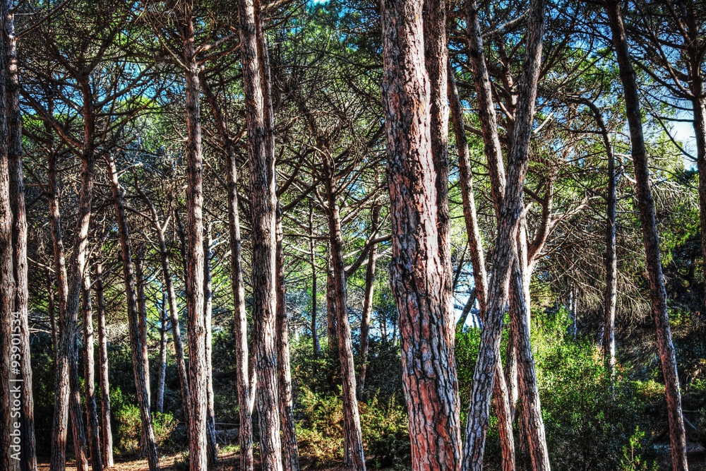 Fototapeta premium pine wood in Alghero
