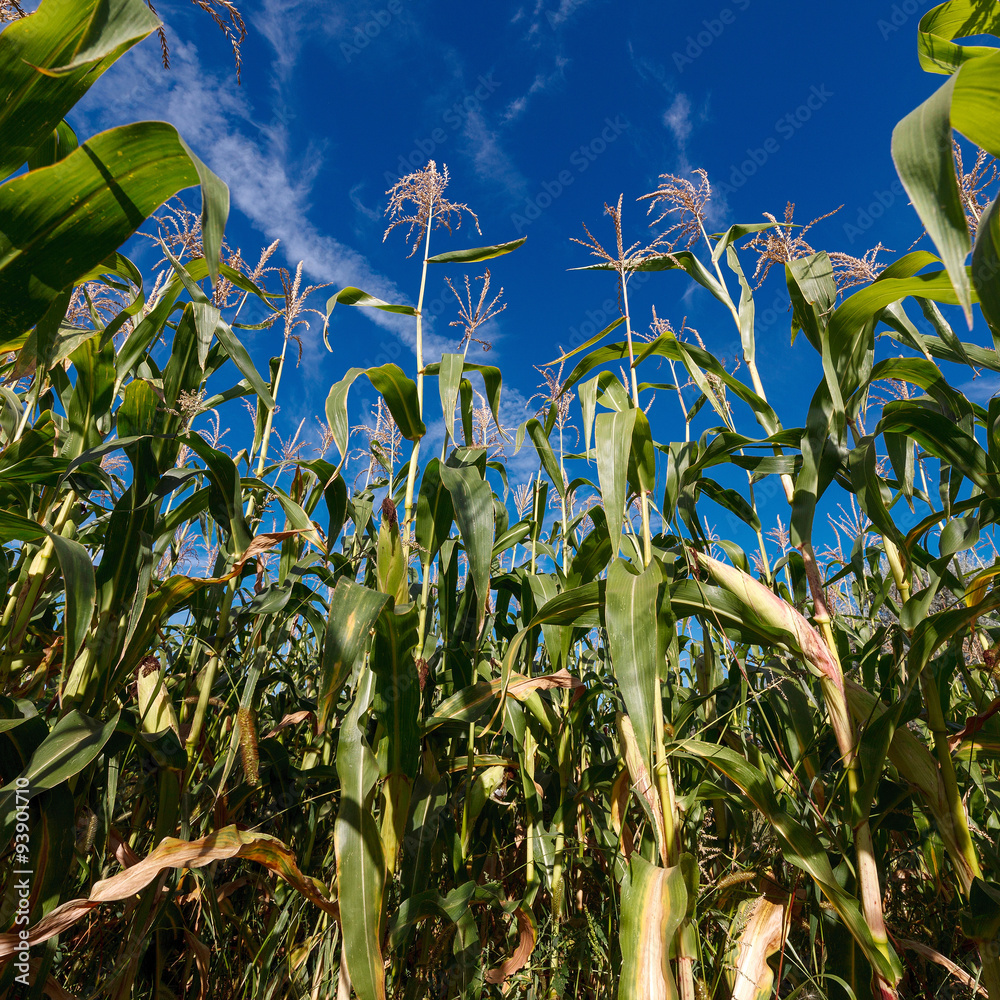Fototapeta premium ripe corn on a background of blue clear sky