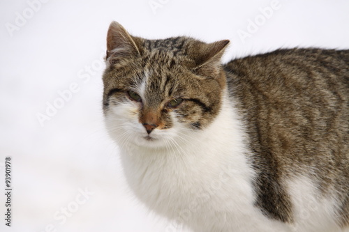 Isolated front of cat
