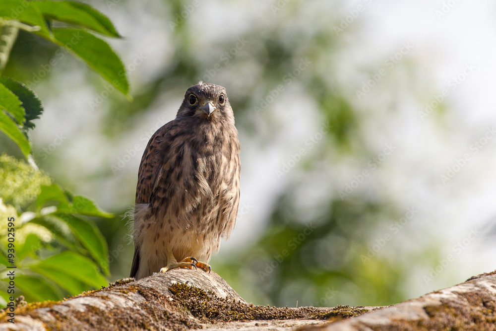 Kestrel Kestrel