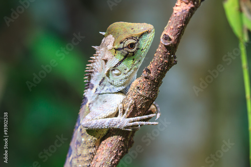 Green crested lizard