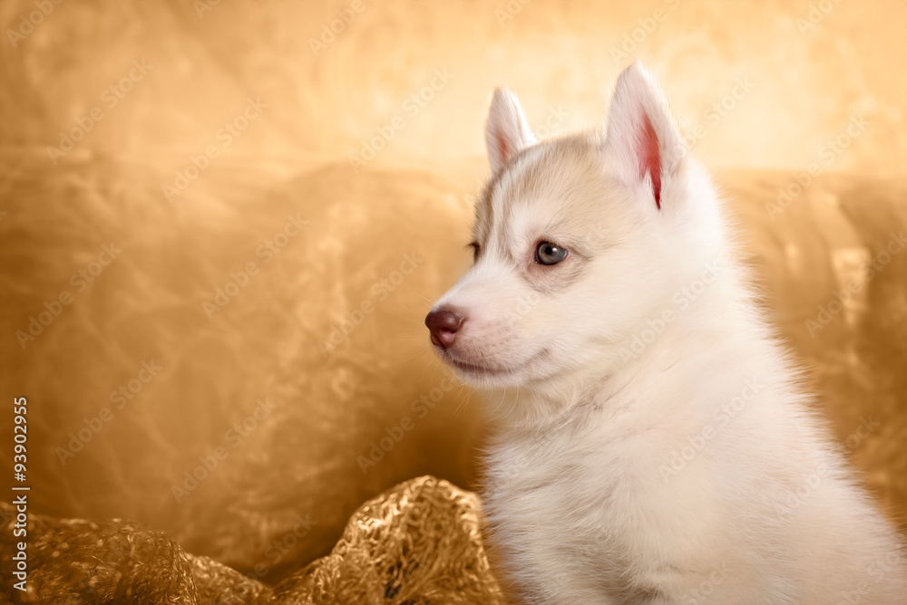Husky puppy, portrait