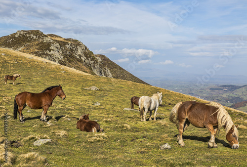 Wild Horses Grazing at High Altitude