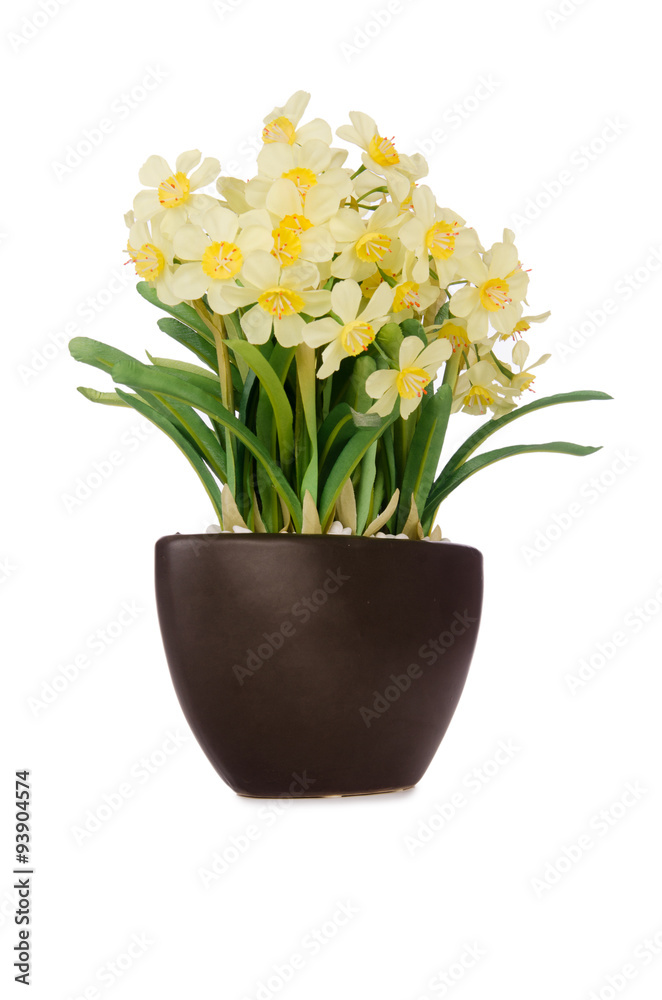 Daisy camomile flowers isolated on white Daisy camomile flowers isolated on white