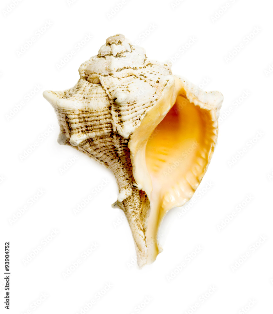 bolinus brandaris, murex seashell on white bolinus brandaris, murex seashell on white