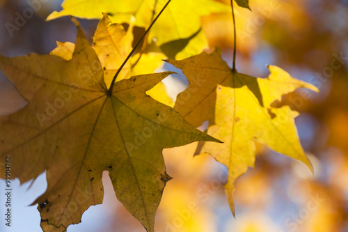 Autumn forest