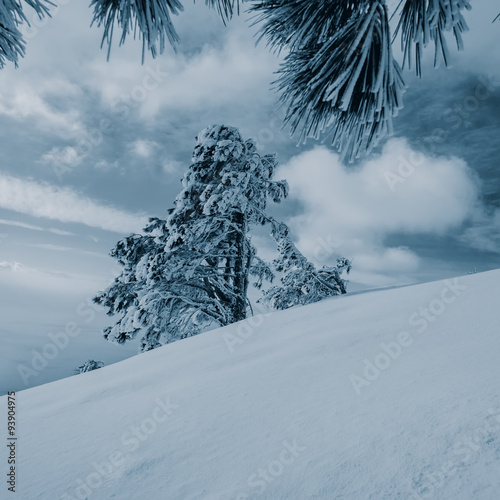 pine tree in the snow