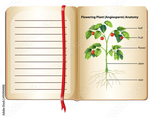 Flowering plant anatomy on page