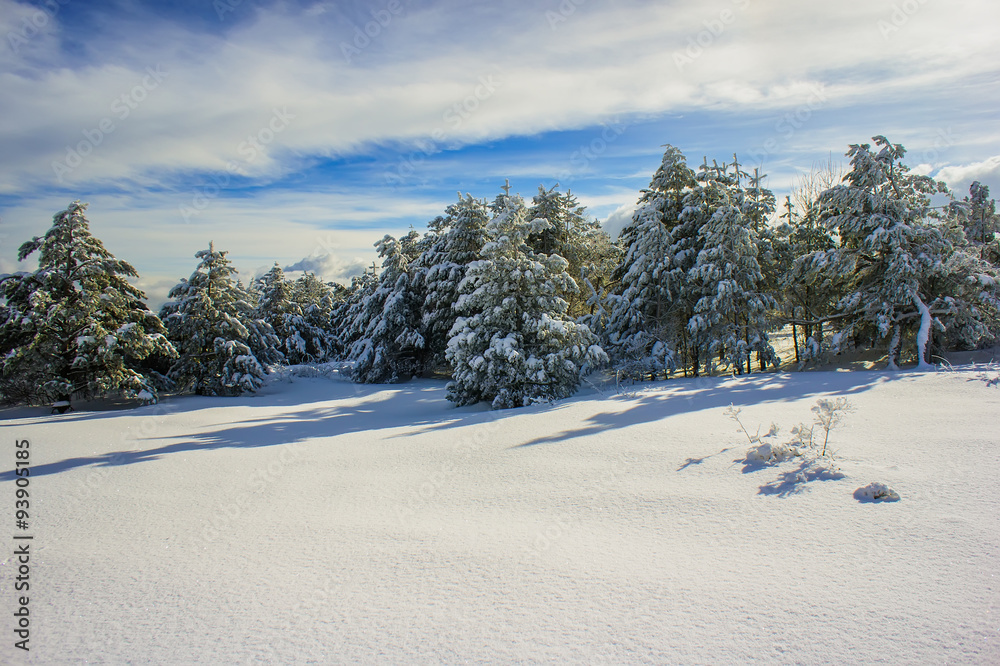 pine trees in the snow