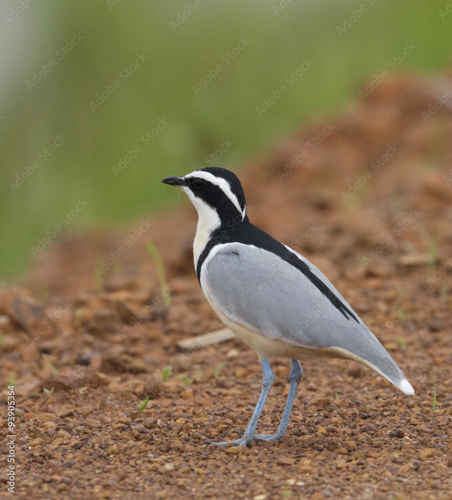 Obraz premium Egyptian Plover 