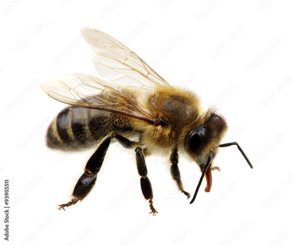 bee bee