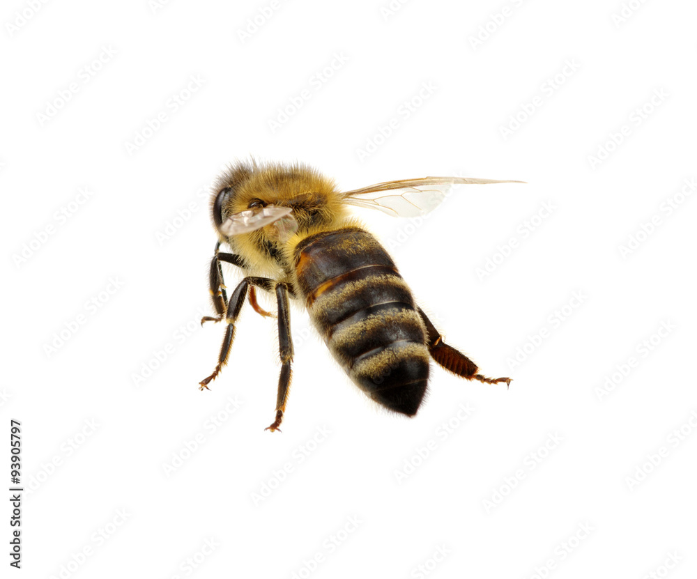 bee