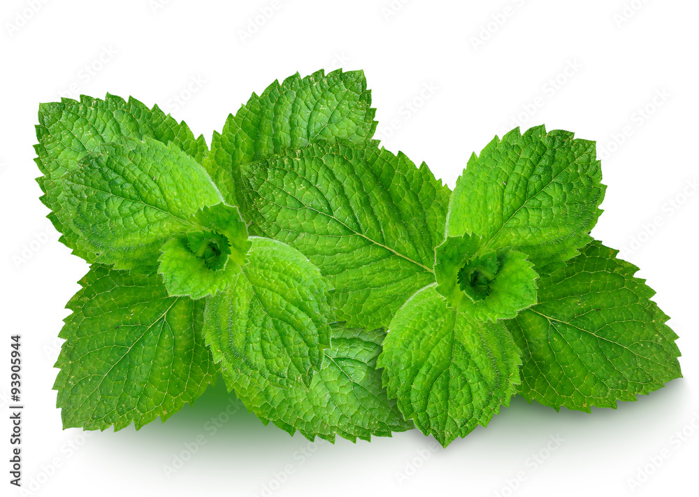 mint leaves isolated on white background mint leaves isolated on white background