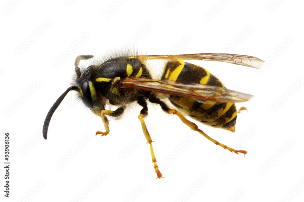 wasp wasp
