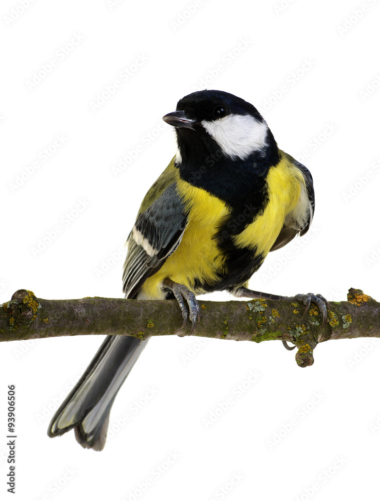 Naklejka premium great tit