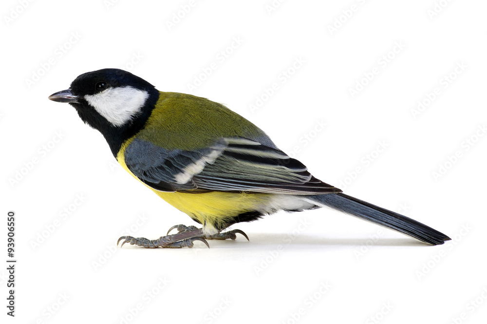 Naklejka premium great tit