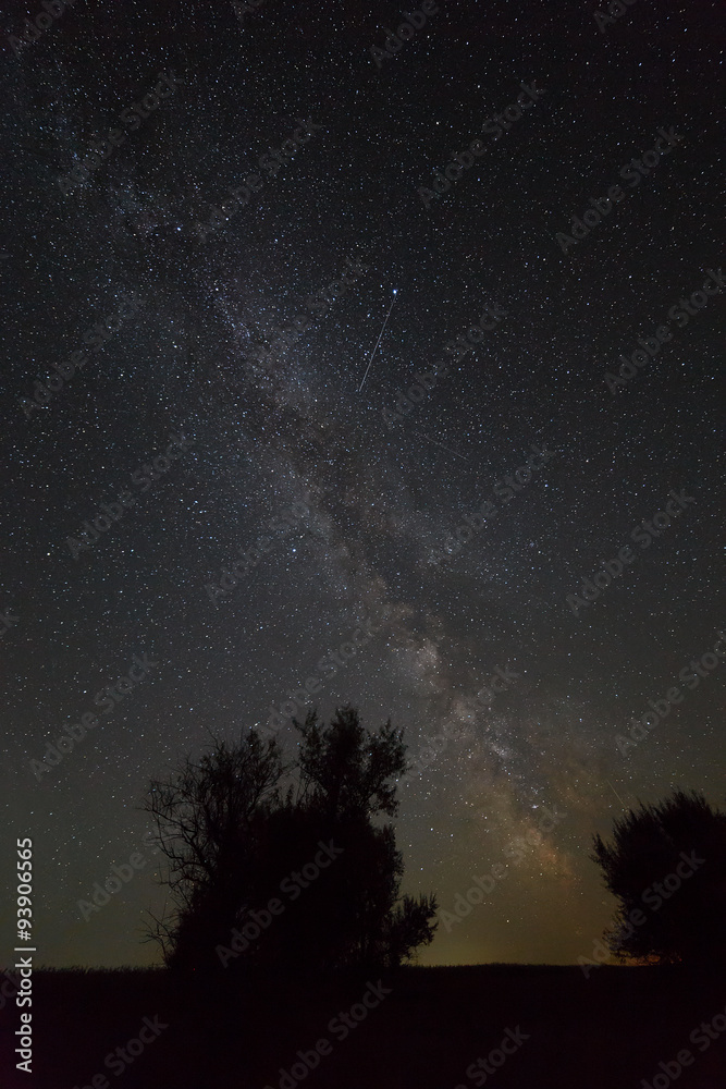 Fototapeta premium Trees on a background of the night sky and the Milky Way.