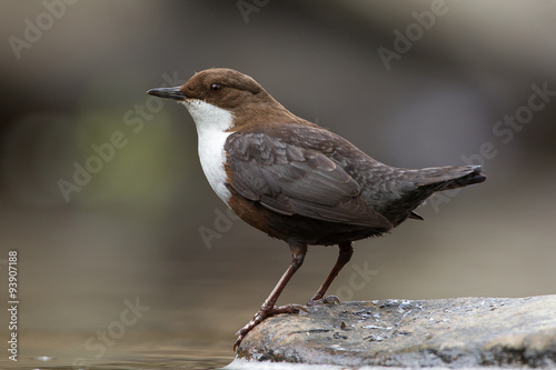 Dipper on rock