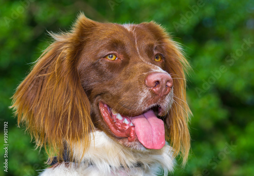 Springer Spaniel Dog