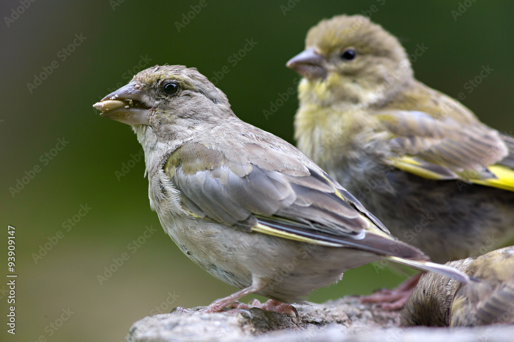 Bird feeding sunflower seeds from the feeder. Greenfinch. Cardue Bird feeding sunflower seeds from the feeder. Greenfinch. Cardue