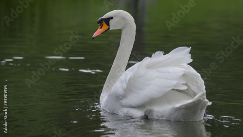 White swan floating