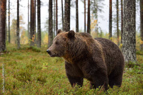 big male brown bear in forest, after rain, wet fur