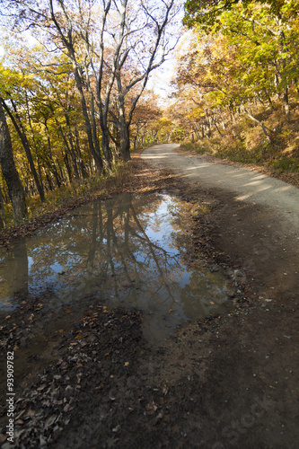 Autumn forest