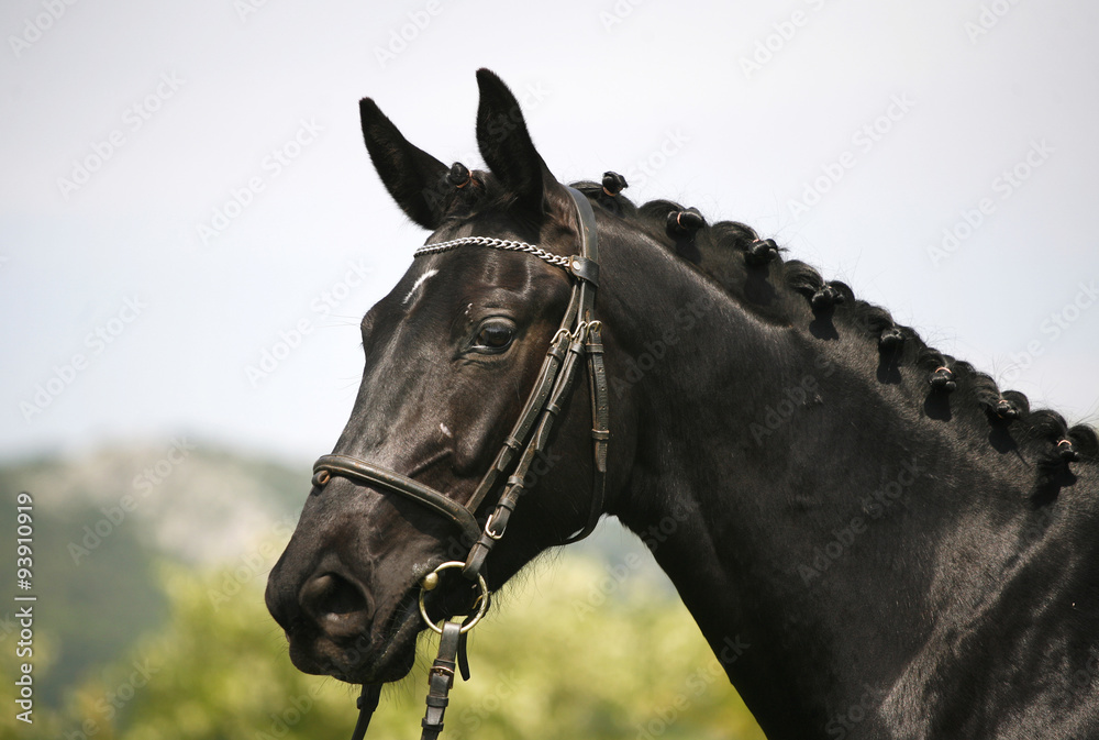 Fototapeta premium Side view portrait of a beautiful black colored horse