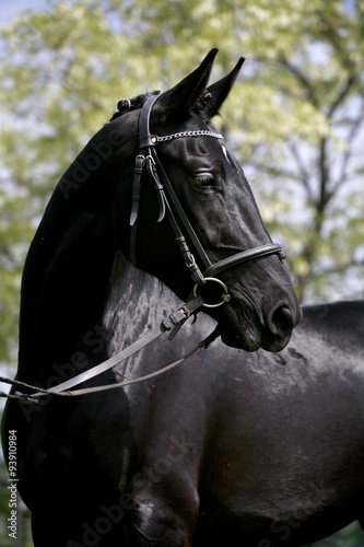 Side view portrait of a beautiful black colored stallion