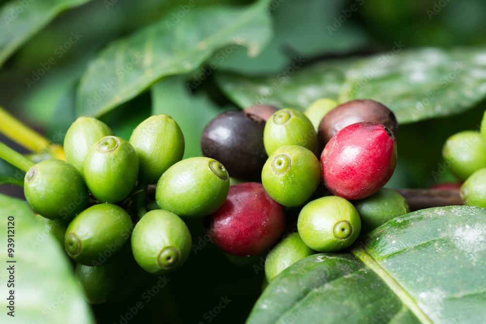 Obraz premium Kopi luwak coffee series