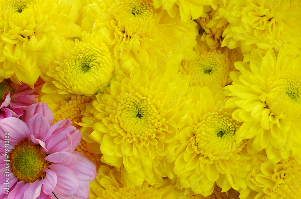 flower flower