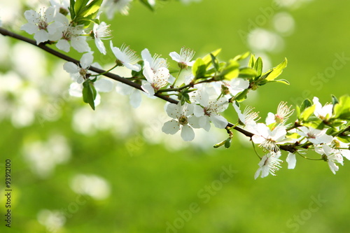 White blossom