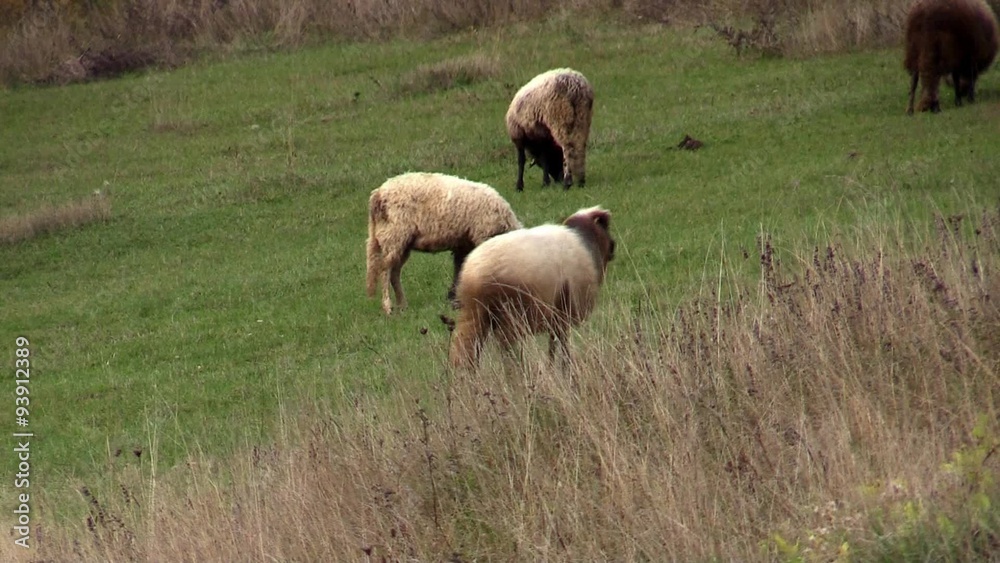 sheep pasture - 3 scenes sheep pasture - 3 scenes