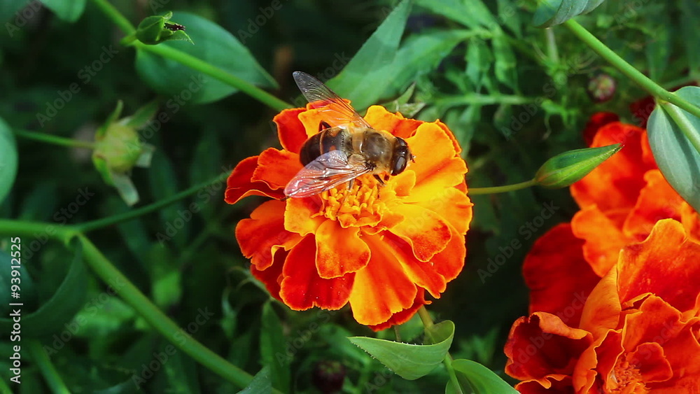 Flower fly on a marigold flower
Flower fly on a marigold flower