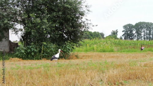 Stork walking on the field. photo