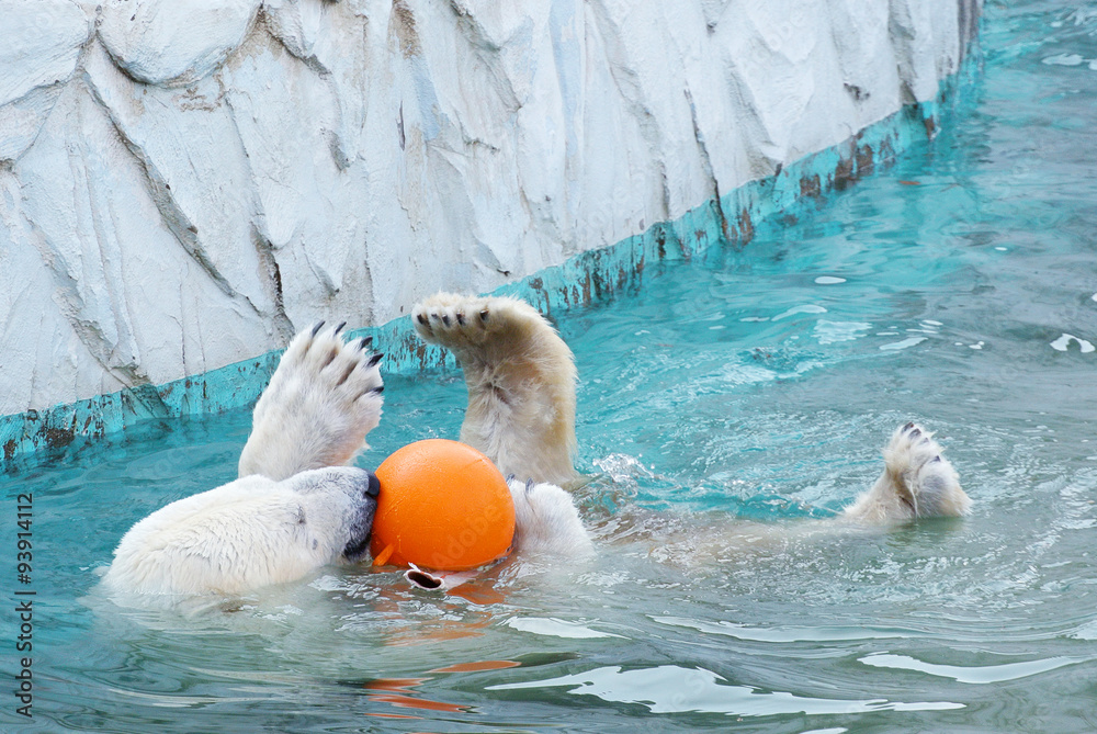 ボールで遊びながら泳ぐシロクマ Stock 写真 | Adobe Stock 