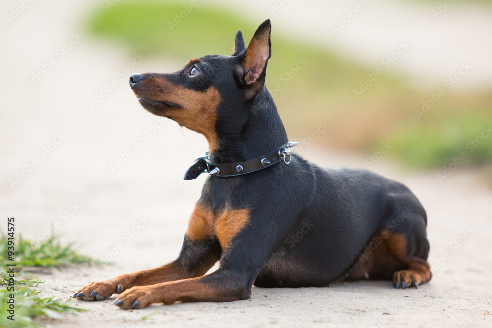 Little black dog lying on the background of green field Little black dog lying on the background of green field