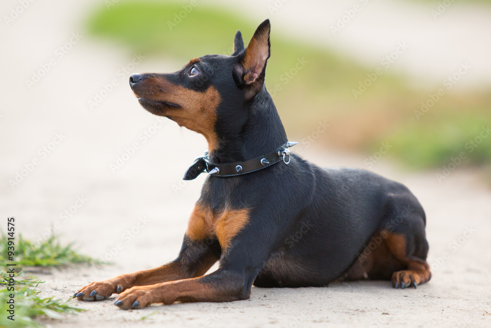 Little black dog lying on the background of green field